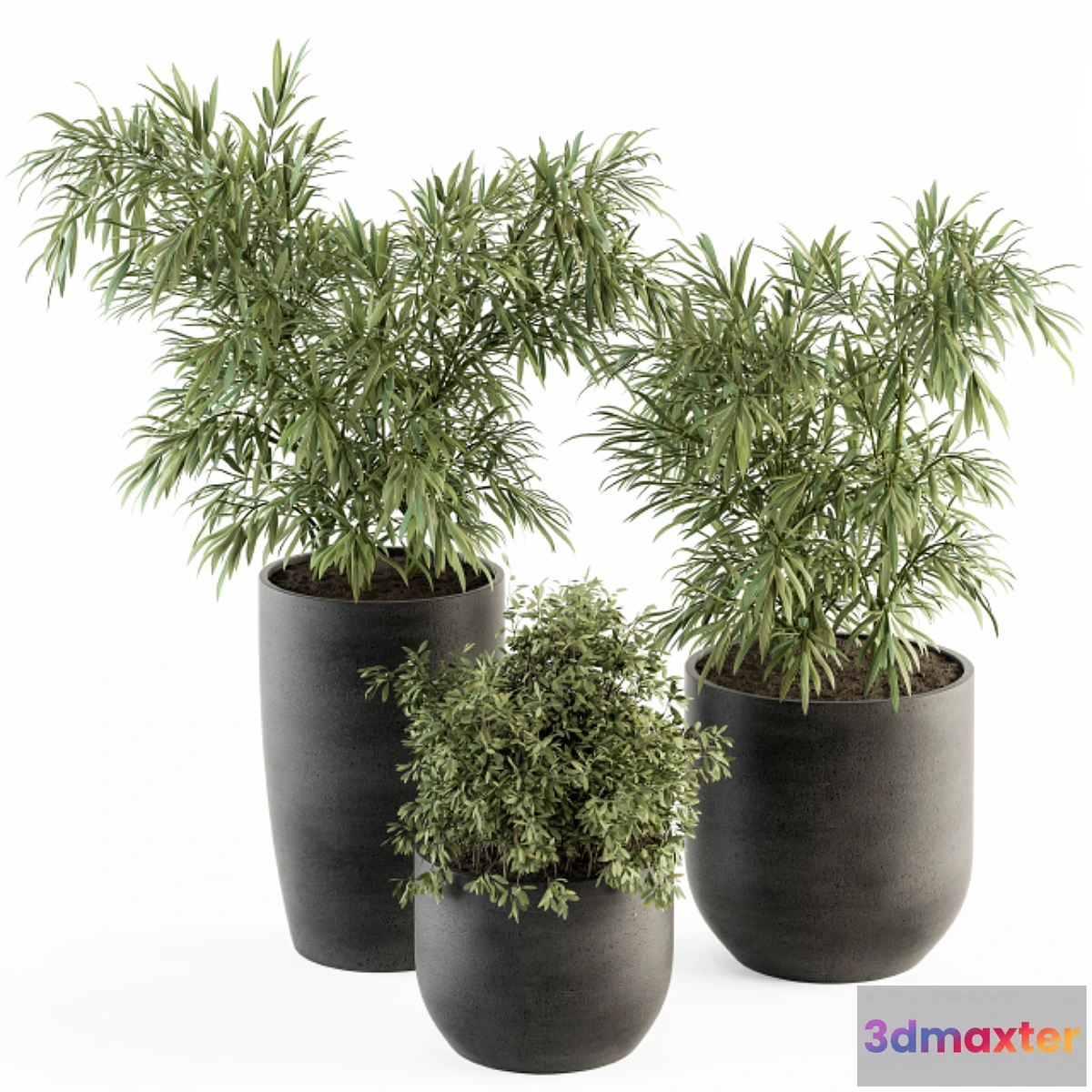 618037 - indoor Plant Set 253 - Plants Set in pot