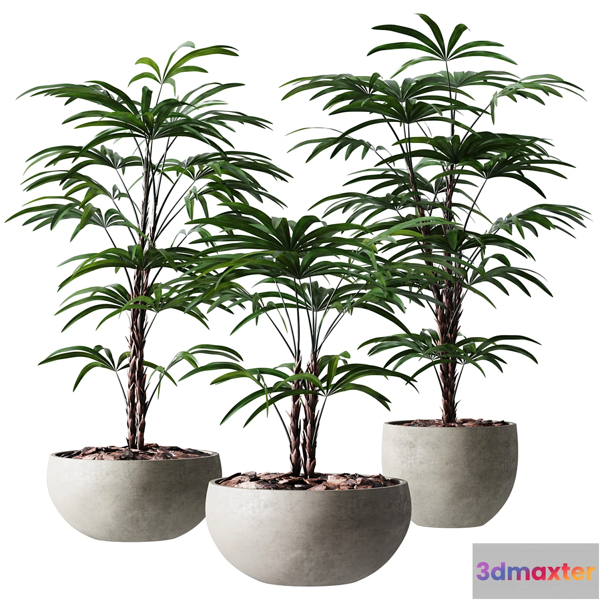 618039 - Rhapis Humilis Vase Plant
