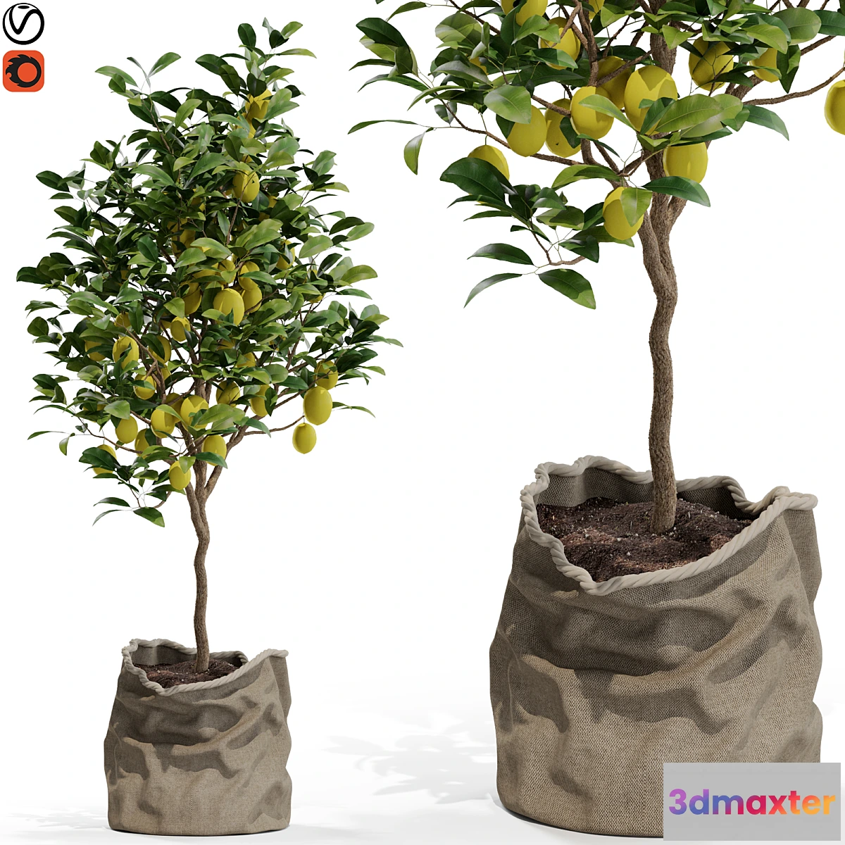 618049 - Plants collection 564