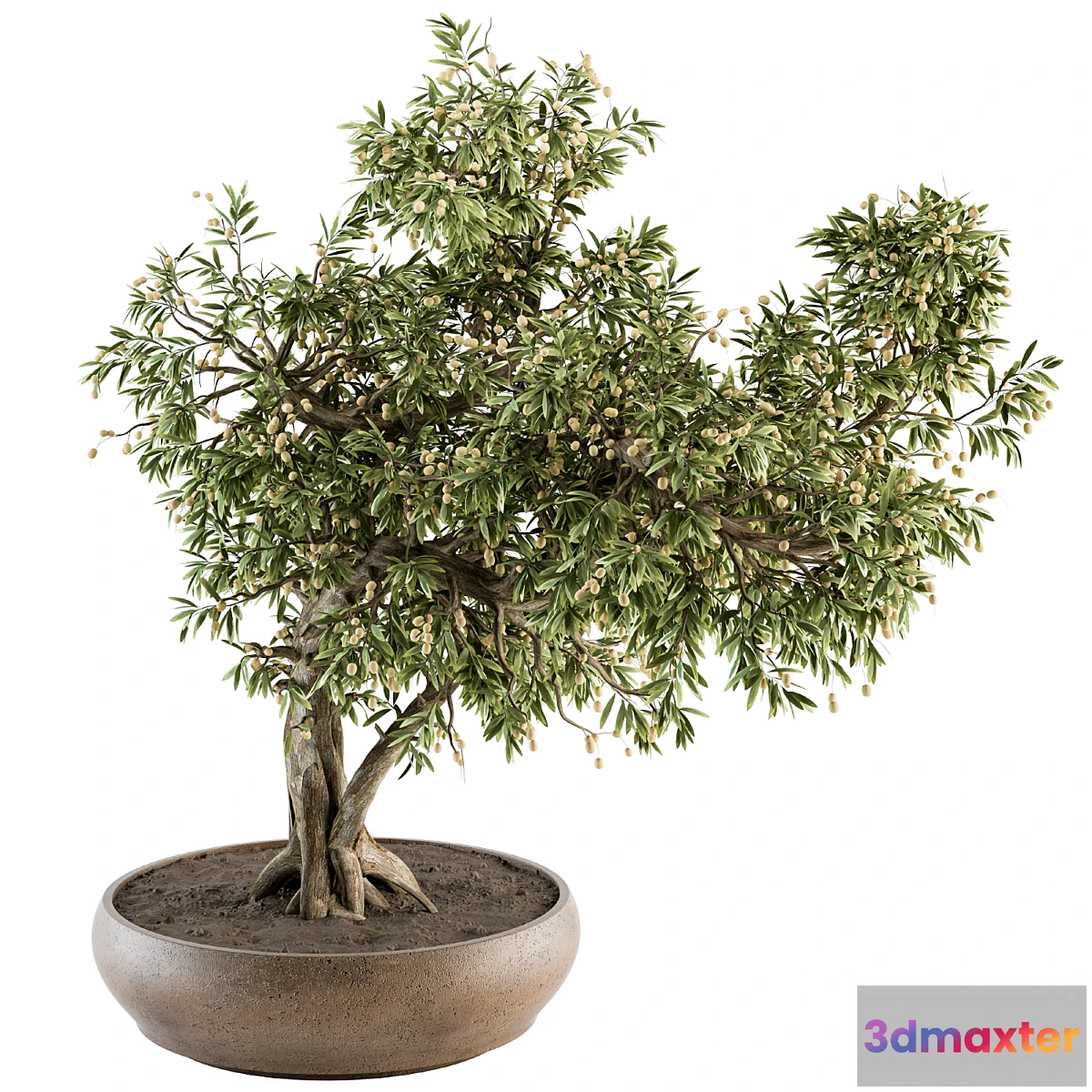 618105 - indoor Plant Set 347 - Bonsai Plant in pot