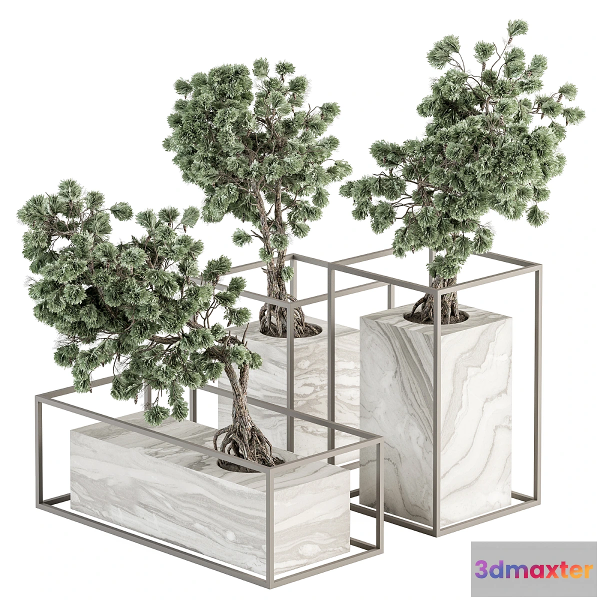 618111 - indoor Plant Set 358 - Bonsai Set Plant in pot