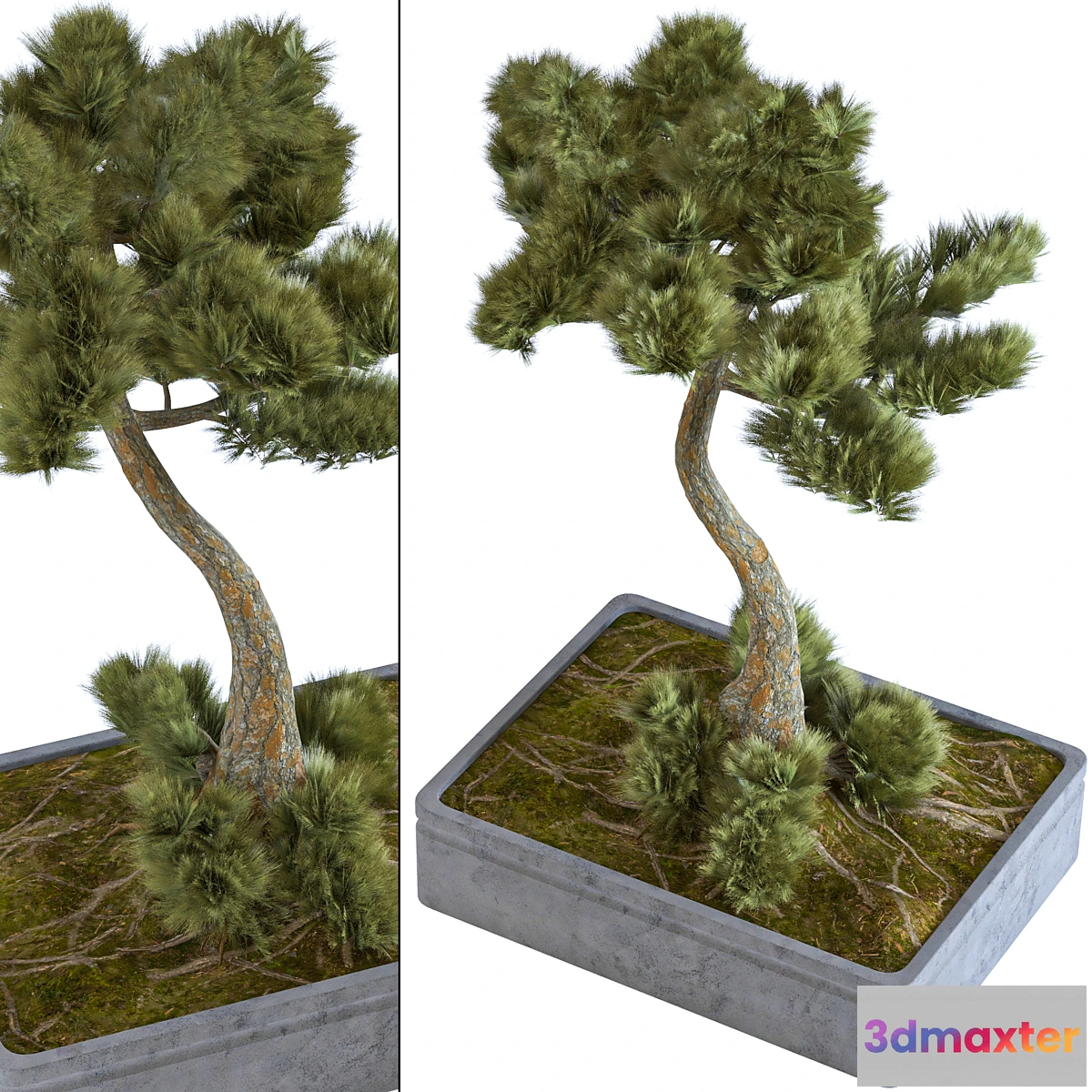 618137 - indoor palant decor bonsai vol 08