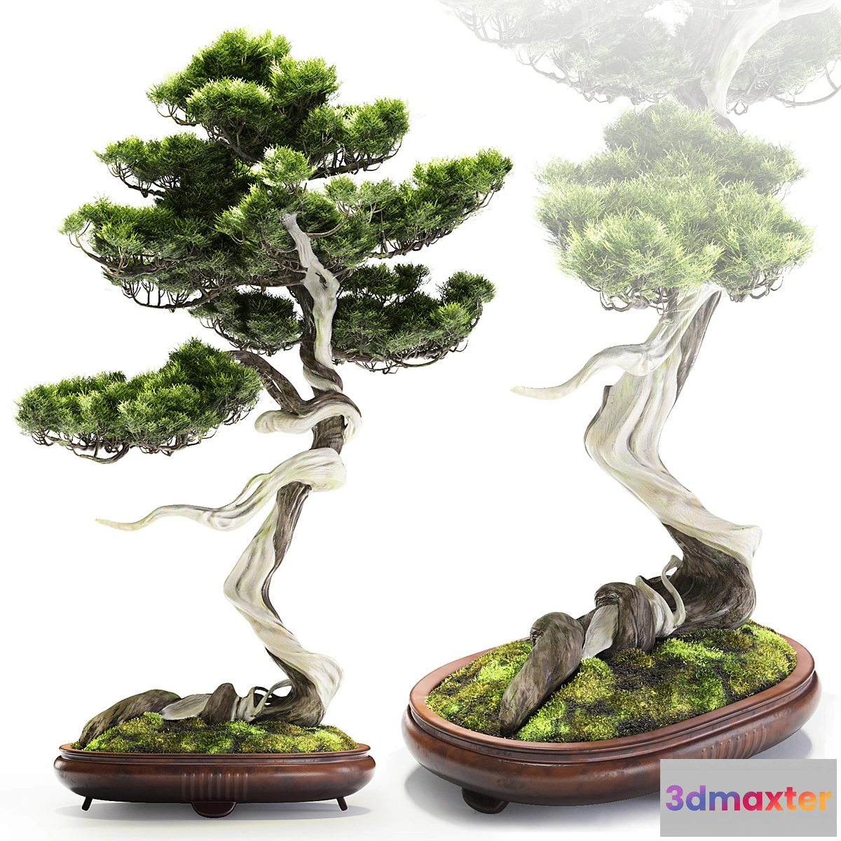 618171 - Bonsai Bunjin Shimpaku