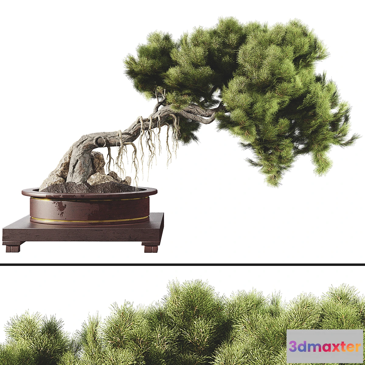 618183 - Bonsai tree 58