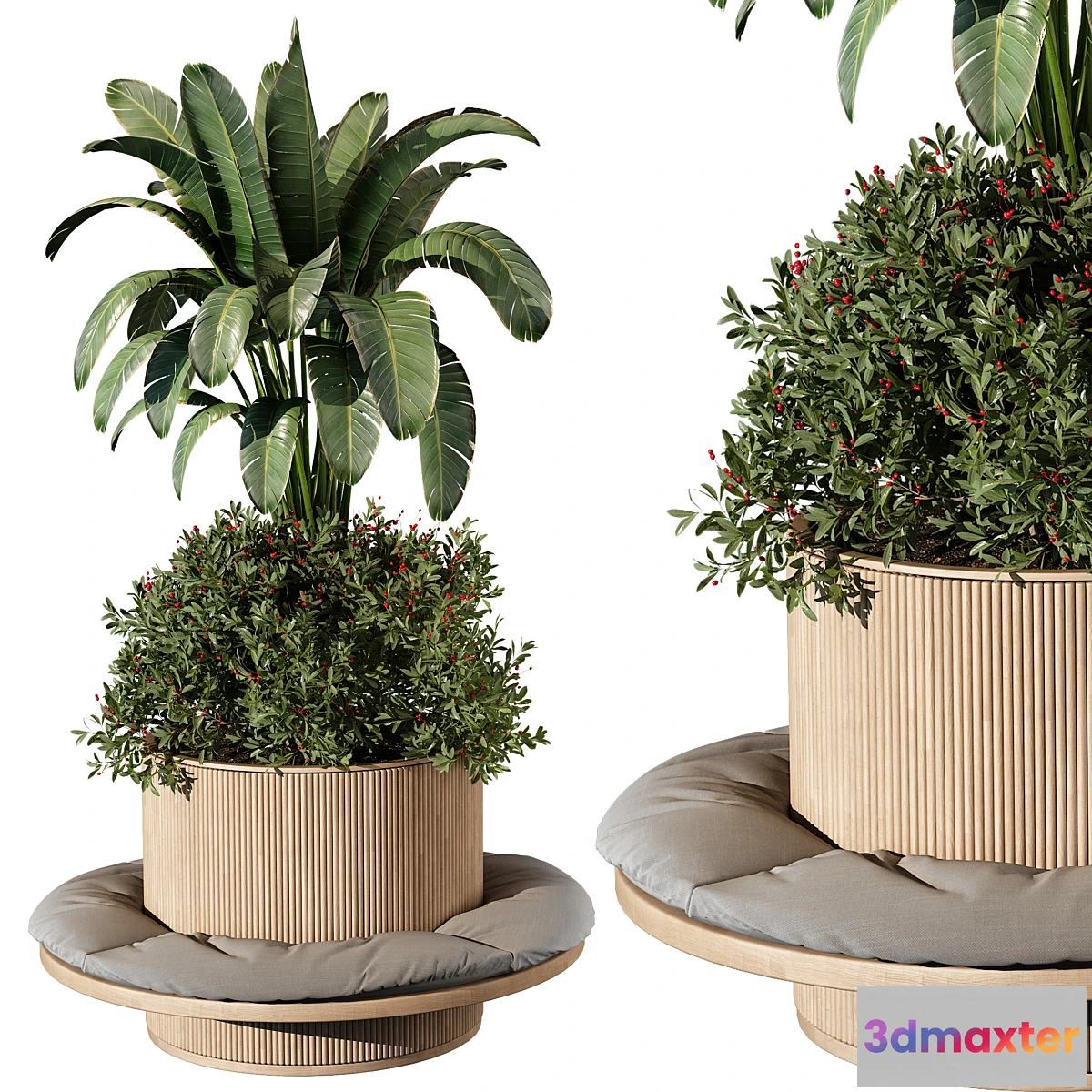 618189 - indoor Plant 249