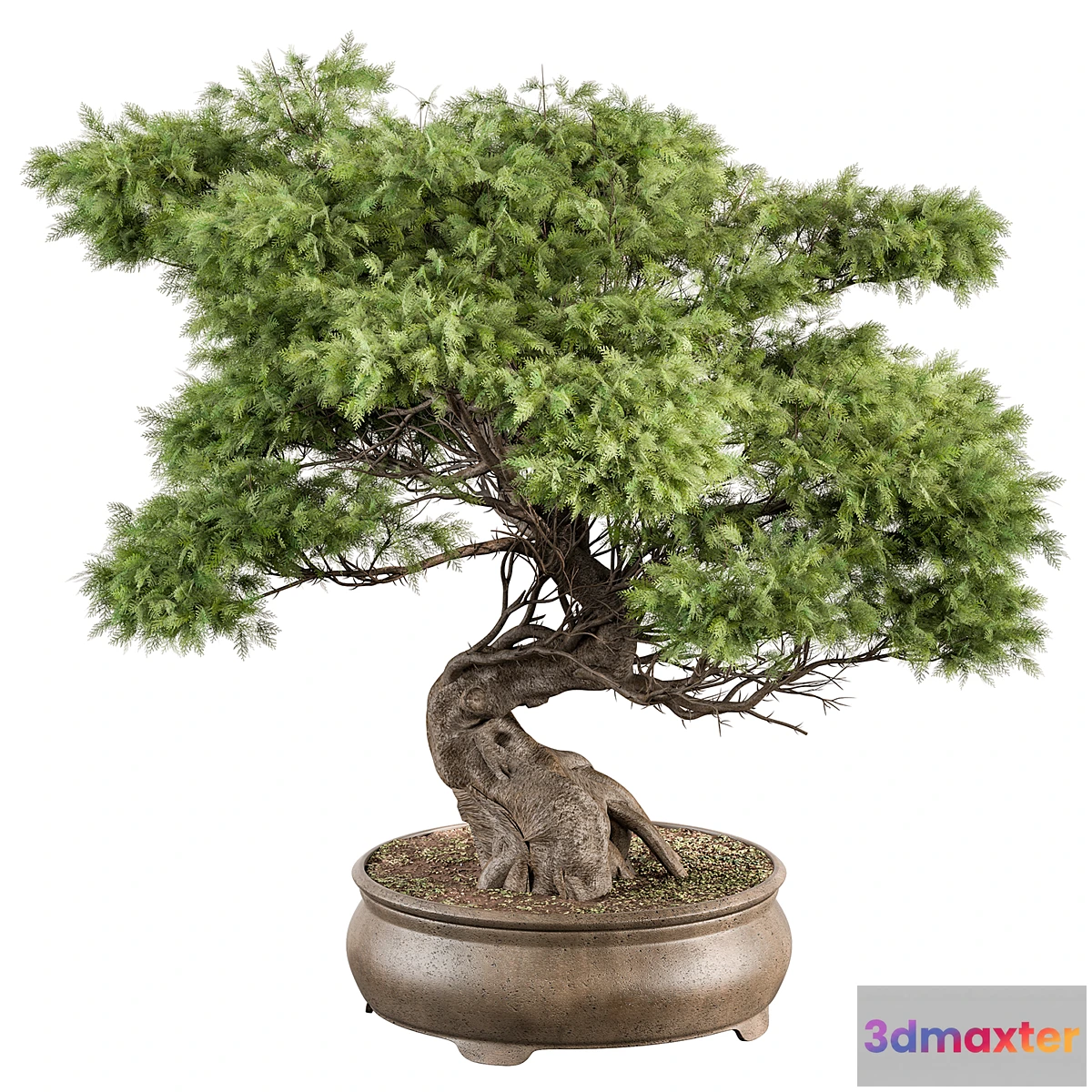 618197 - indoor Plant 491 - Bonsai Plant