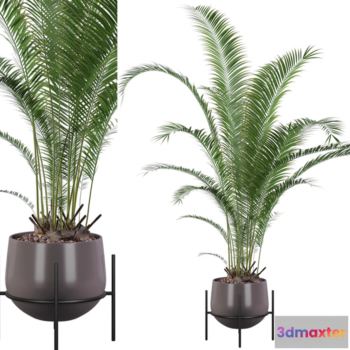 618305 - Plants collection 002 - Areca Palm 01