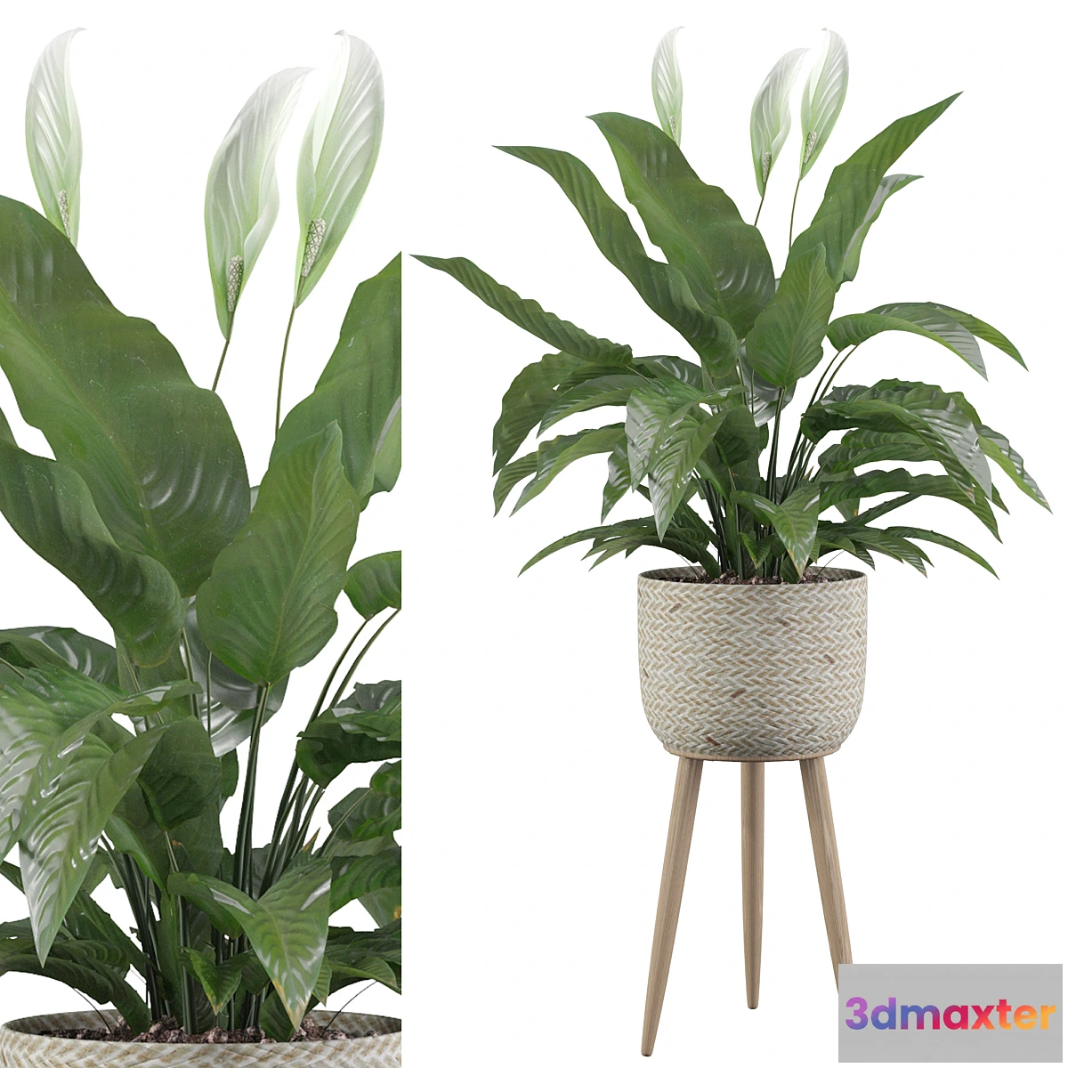 618309 - Plants collection 009 - Peace Lily 01