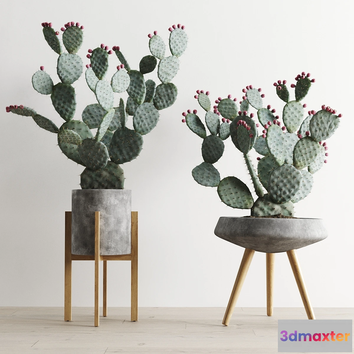 618317 - Opuntia In Concrete Planters. Cactus set 1