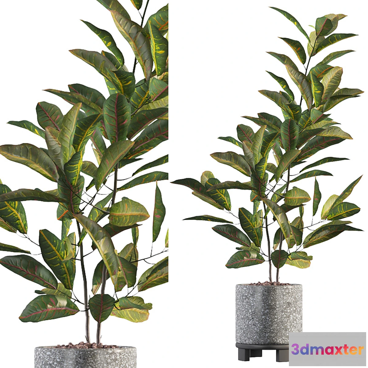 618319 - Plants collection 008 - Croton 01