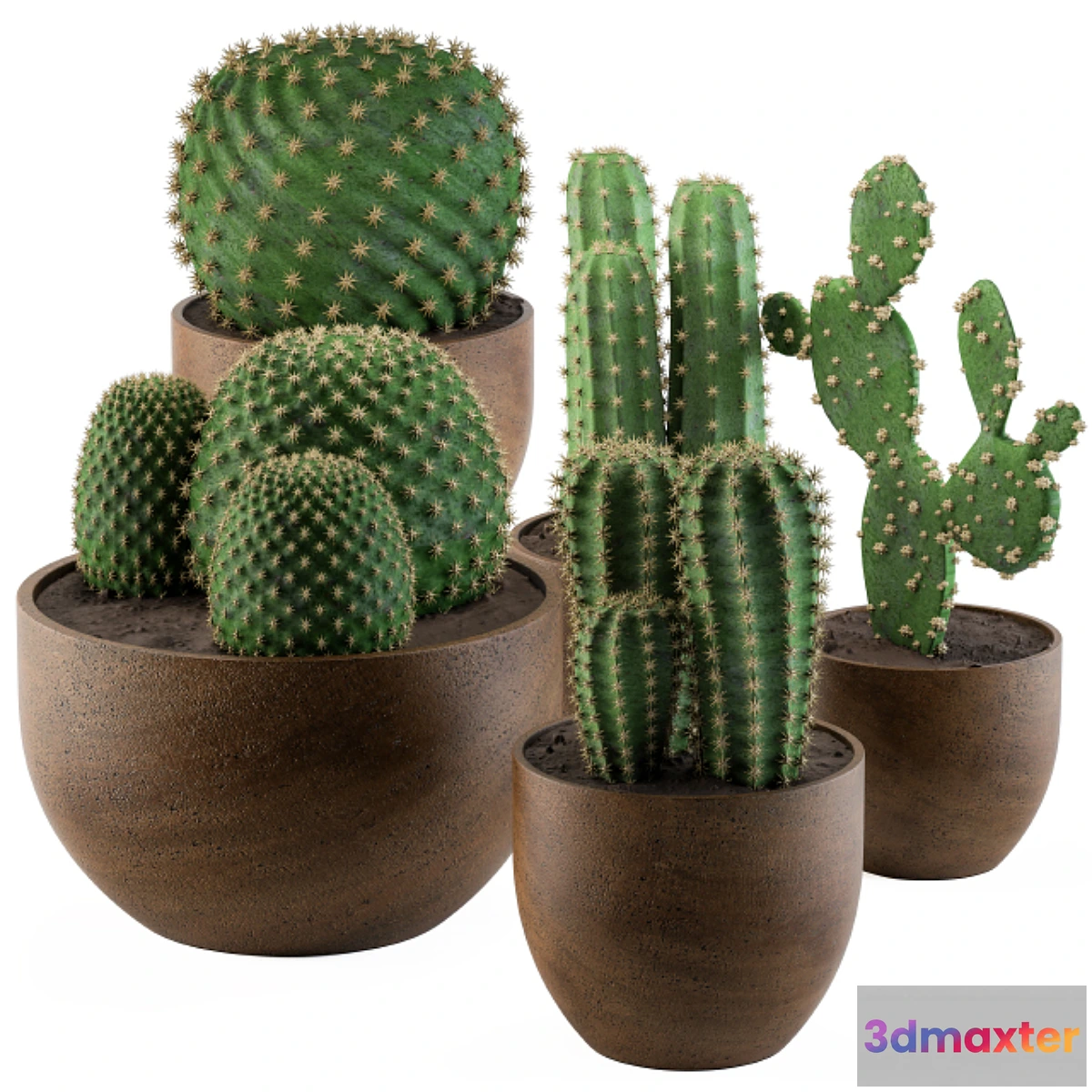 618353 - Cactus collection 02