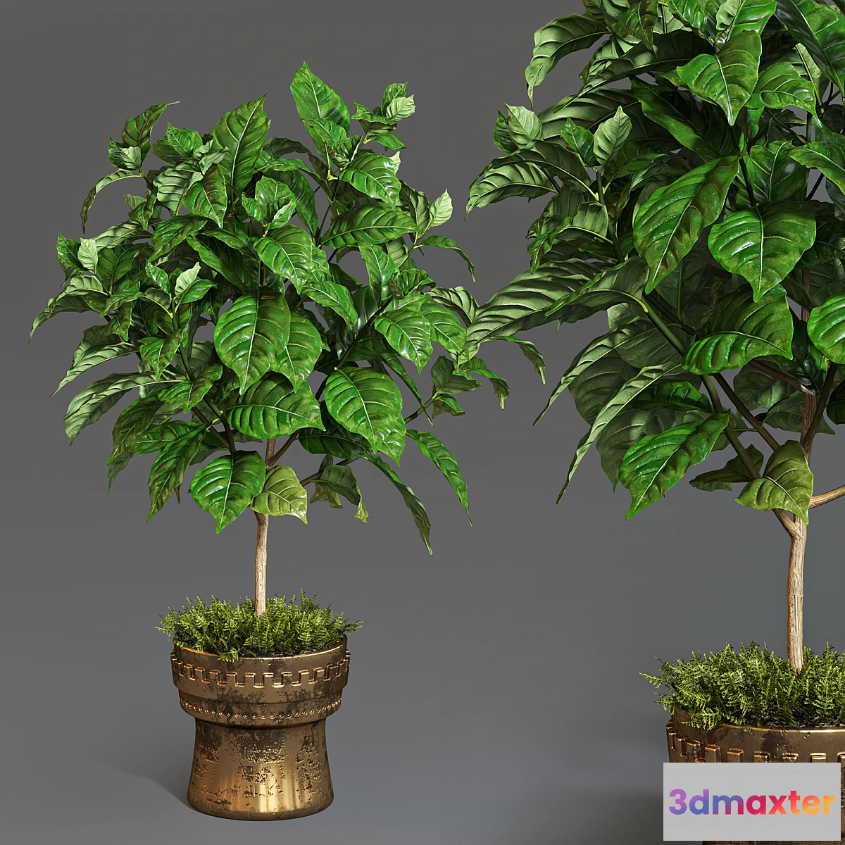 618361 - Coffee tree