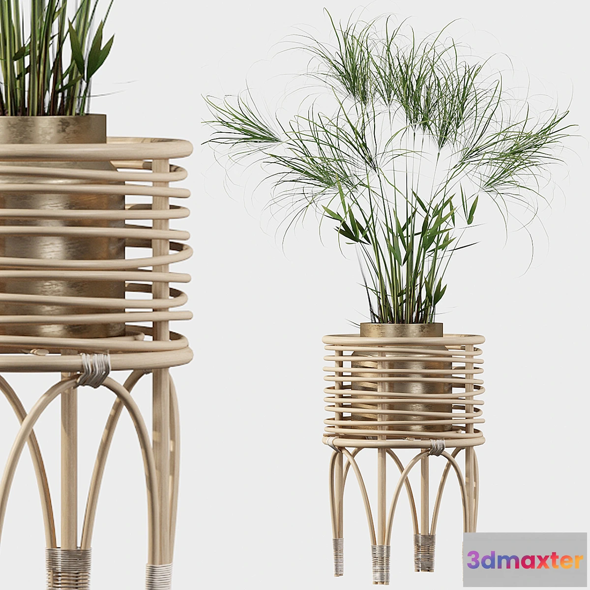 618365 - Plants collection 040 - Cyperus Nofretete 02