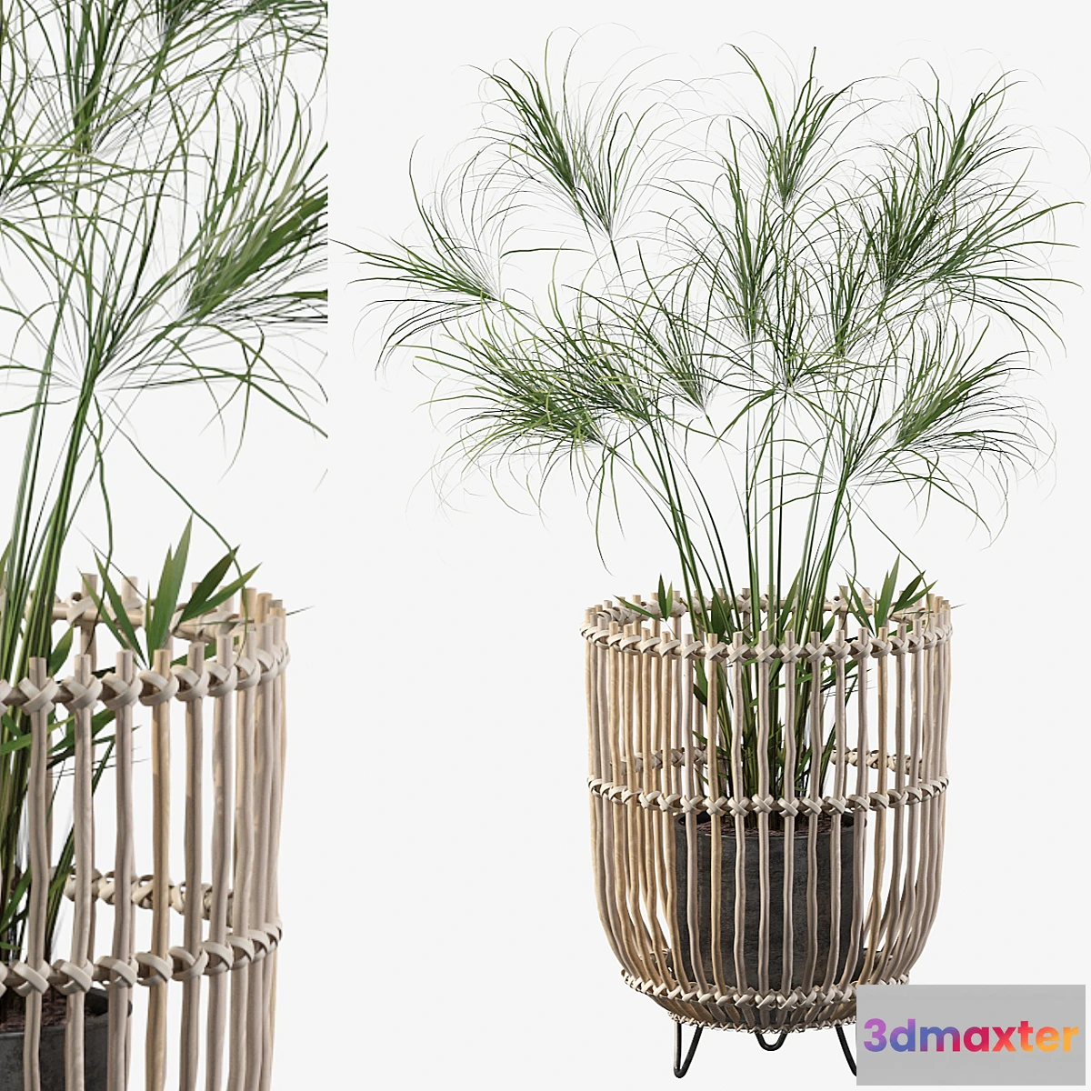 618367 - Plants collection 050 - Cyperus Nofretete 03