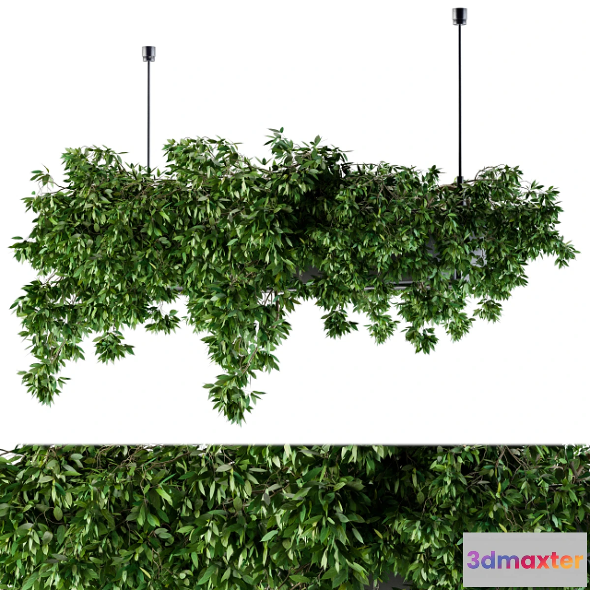 618375 - Hanging box plant - Set 72
