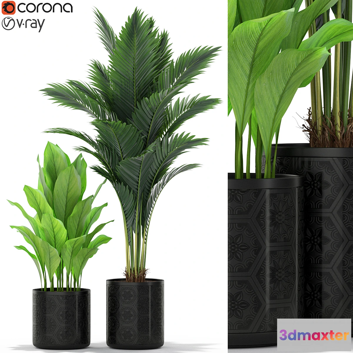 618385 - Plants collection 380