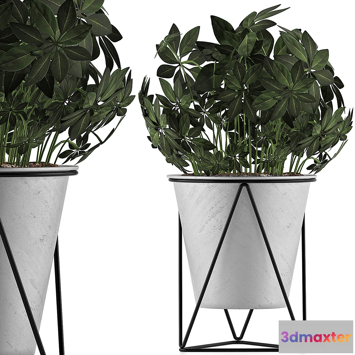 618387 - Plants Collection 92 Schefflera Arboricola