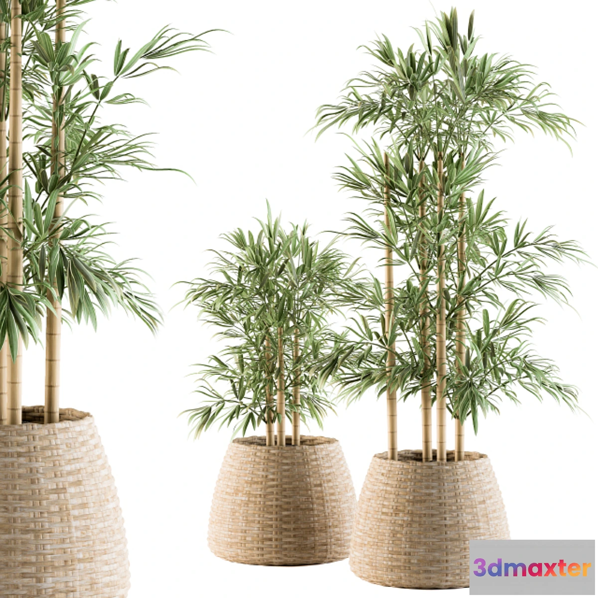 618389 - indoor Plant Set 93 - Palm in Mat Pot