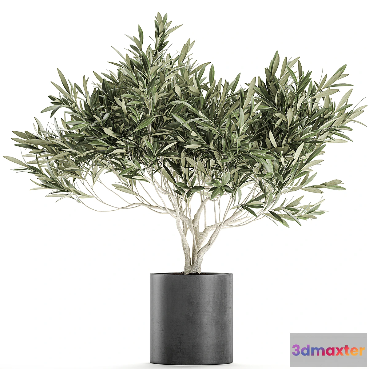 618391 - Decorative small olive tree in a black concrete pot topiary. Set 732.