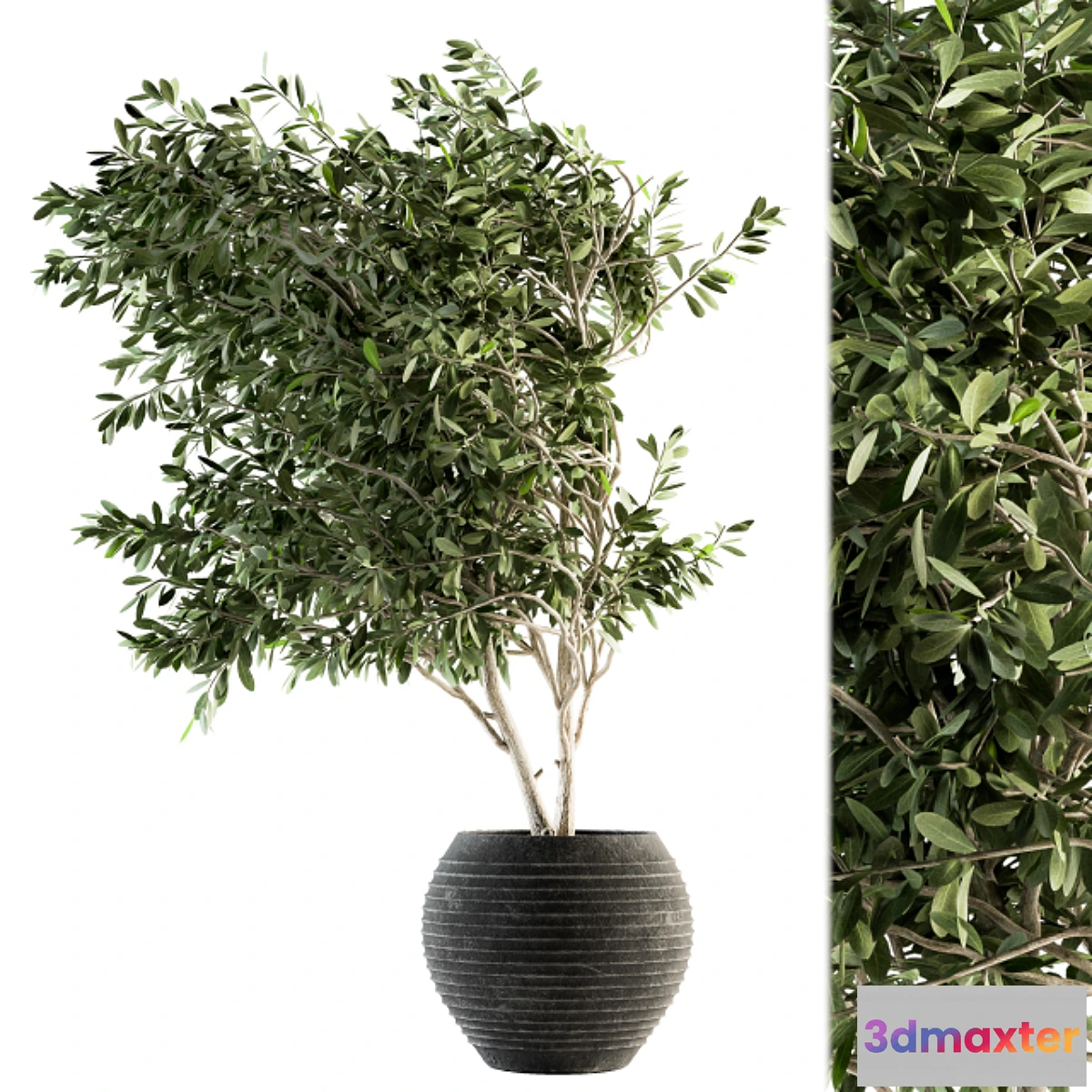 618393 - indoor Plant Set 87 - olive