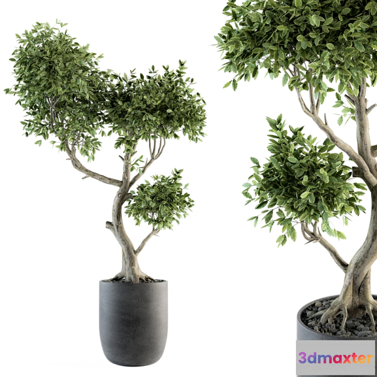 618403 - Plant Big Bonsai Indoor Plants 110