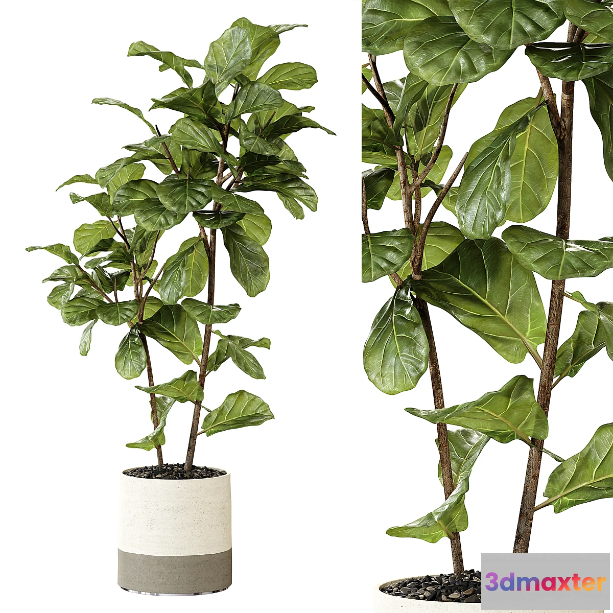 618407 - Ateliervierkant - Pot CL40 and Ficus Lyrata plant