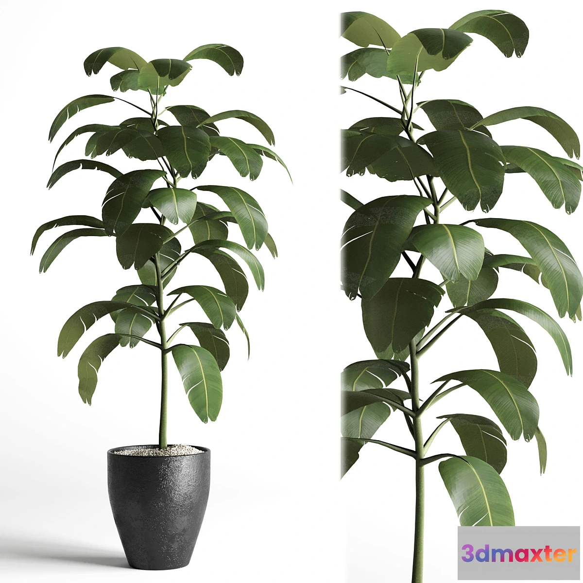 618411 - indoor plant 03