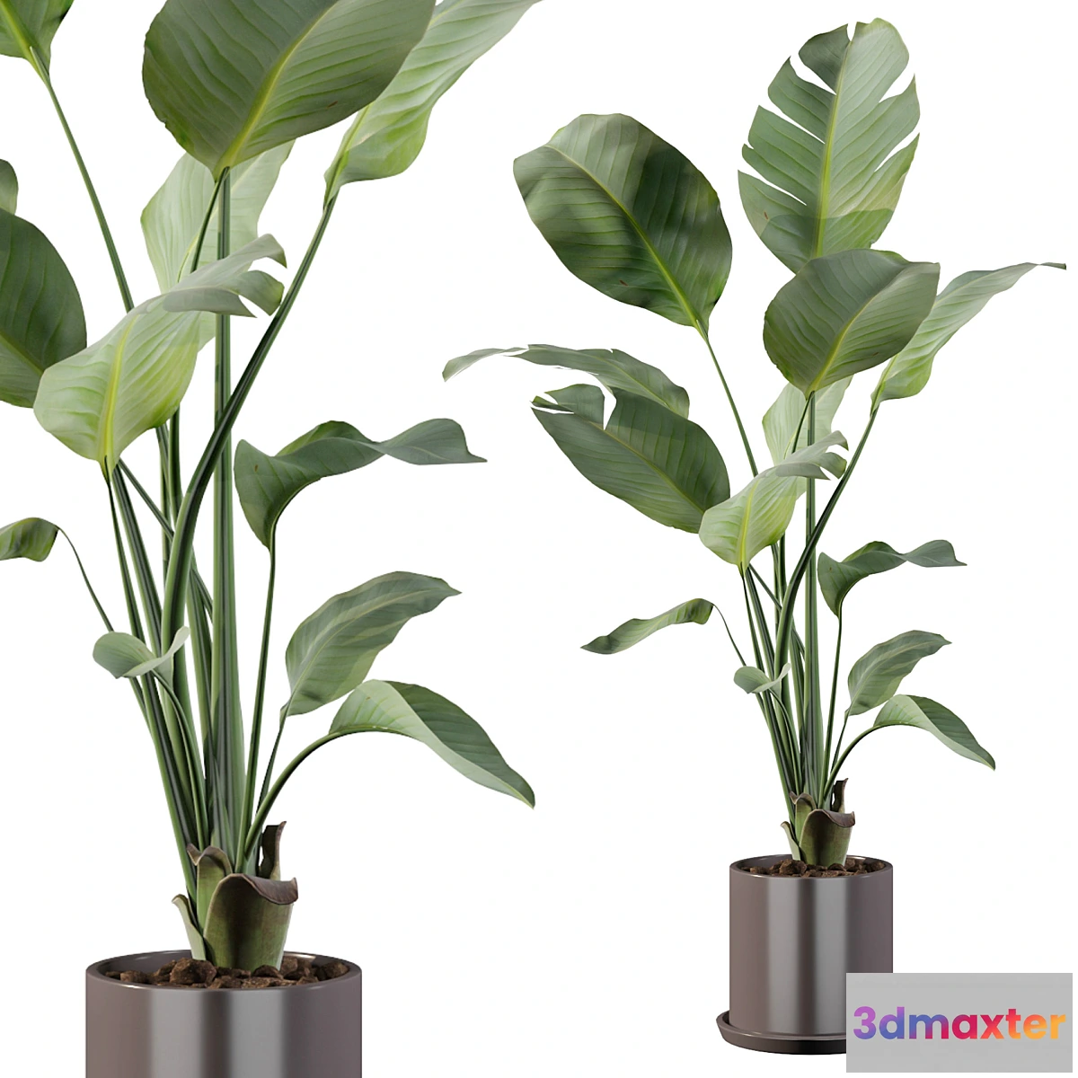 618415 - Plants collection 093 - strelitzia