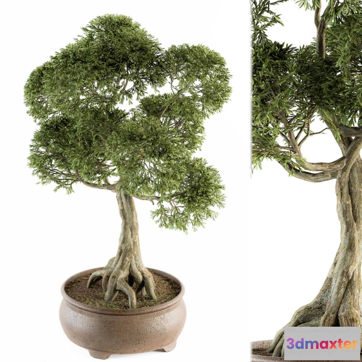 618437 - Bonsai broadleaf - indoor plants Set 208