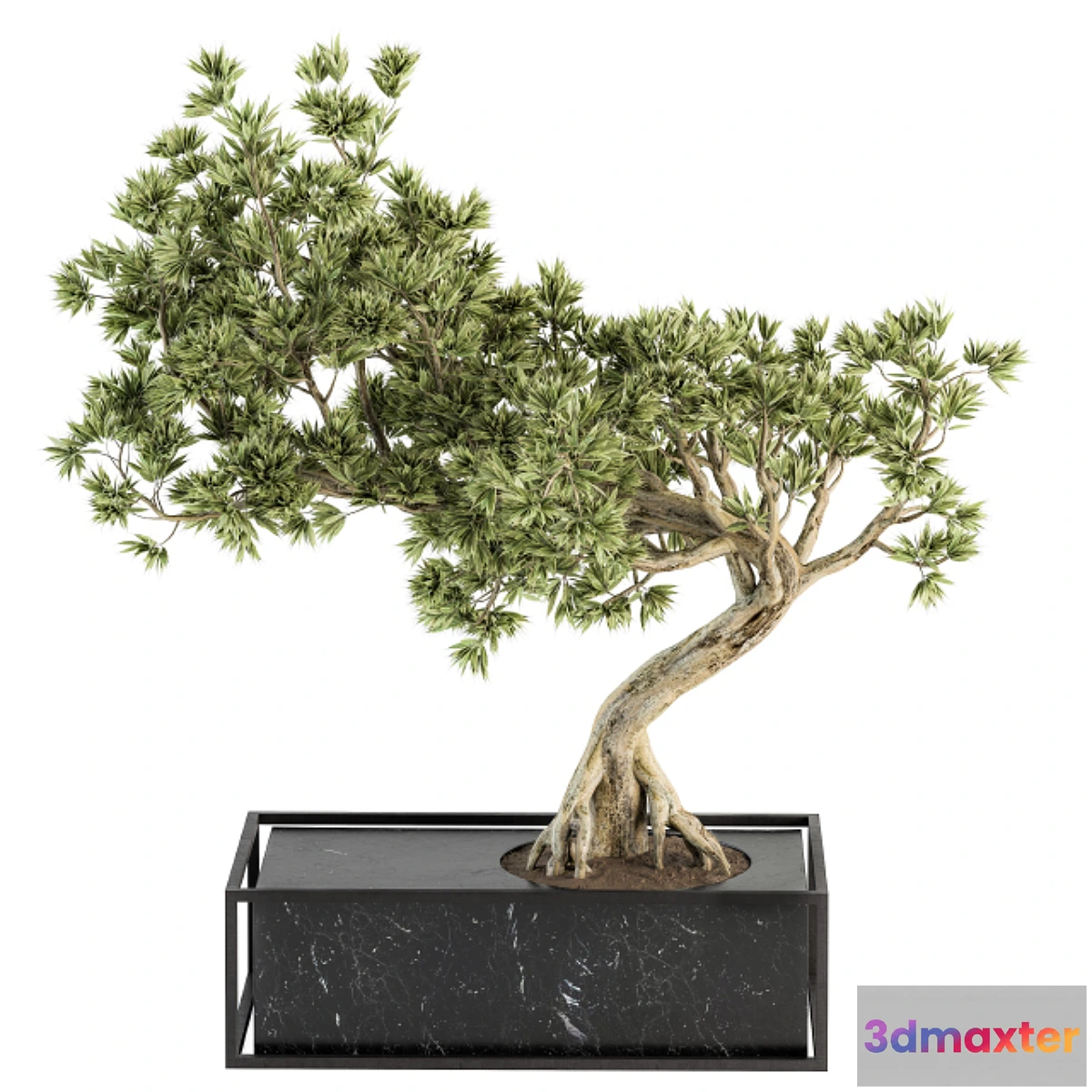 618447 - indoor Plant Set 225 - Bonsai Plant