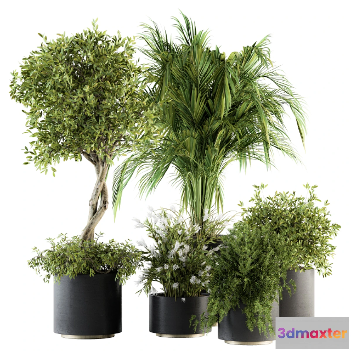 618455 - indoor Plant Set 222 - Plant Set in pot