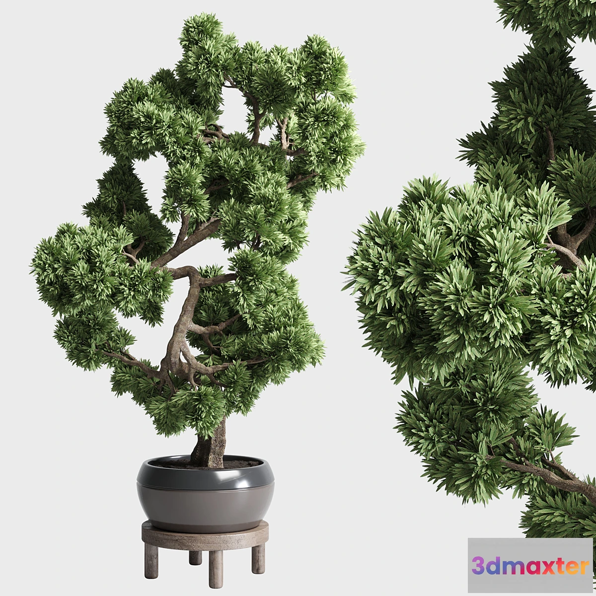 618487 - indoor outdoor plants 134 pots tree bonsai