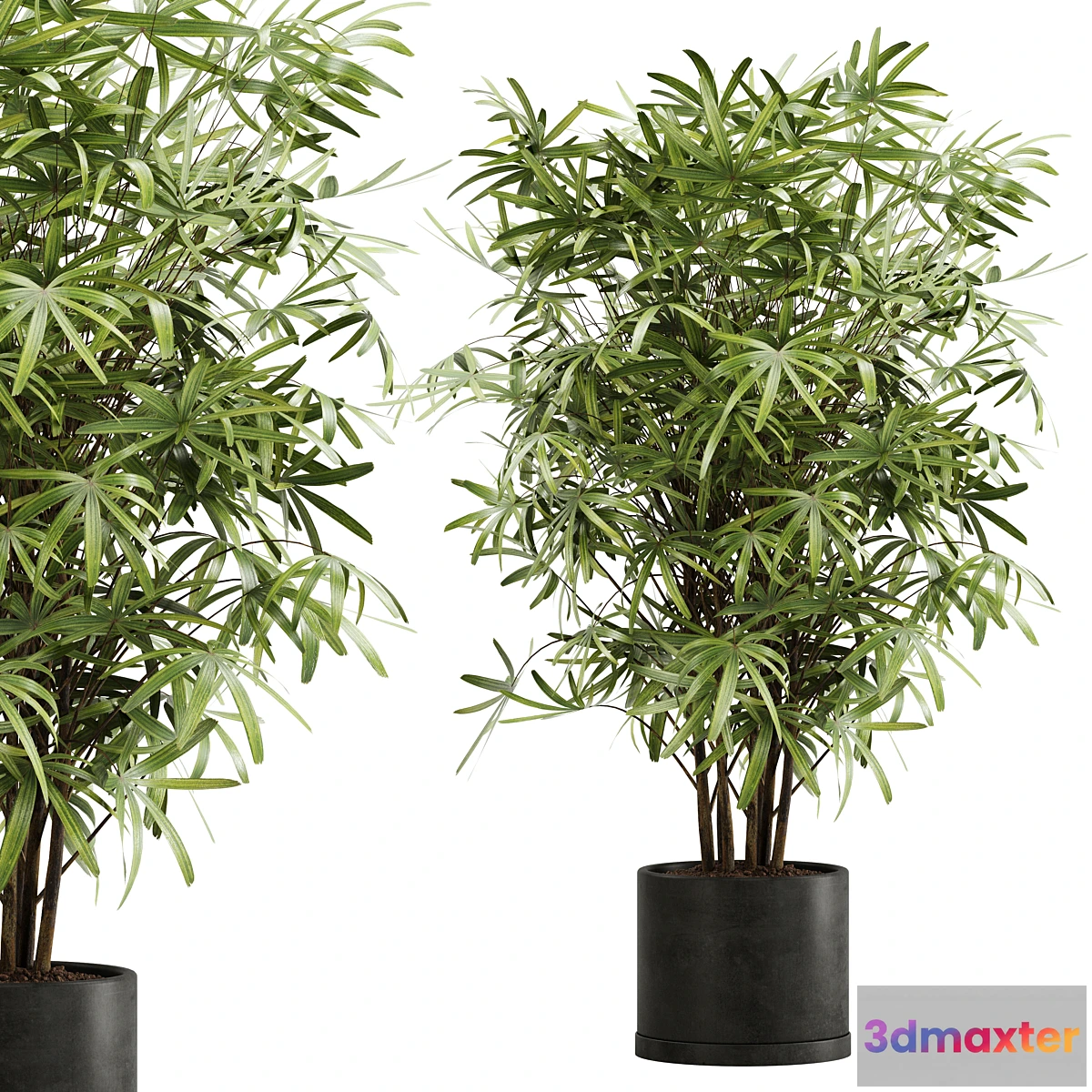 618505 - indoor plant Set 16