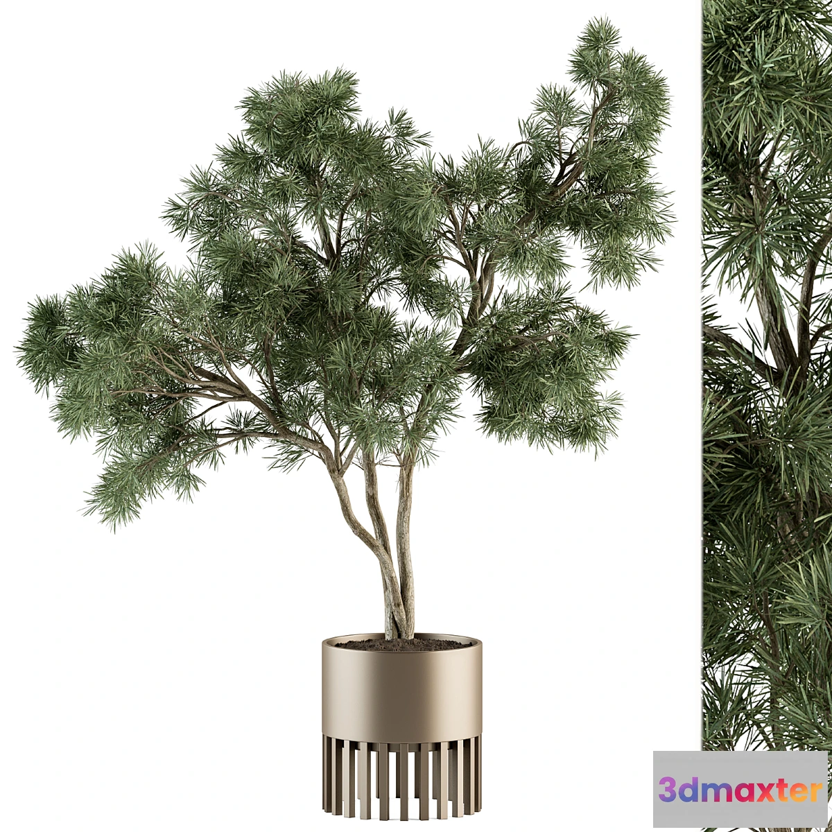 618507 - indoor Plant Set 337 - Tree in Gold pot