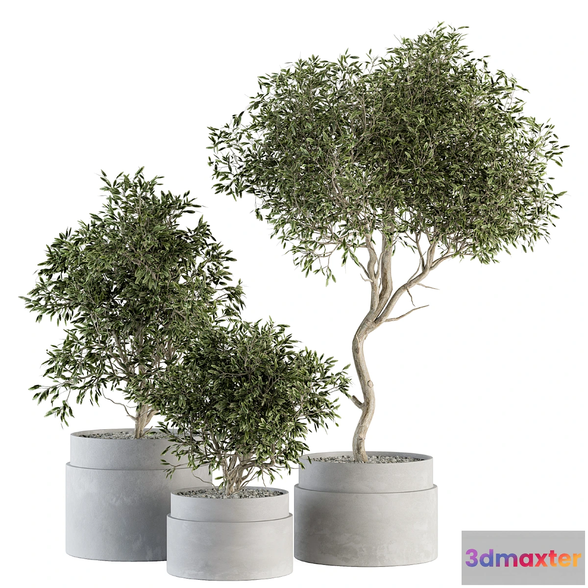 618509 - indoor Plant Set 340- Tree and Plant Set in pot