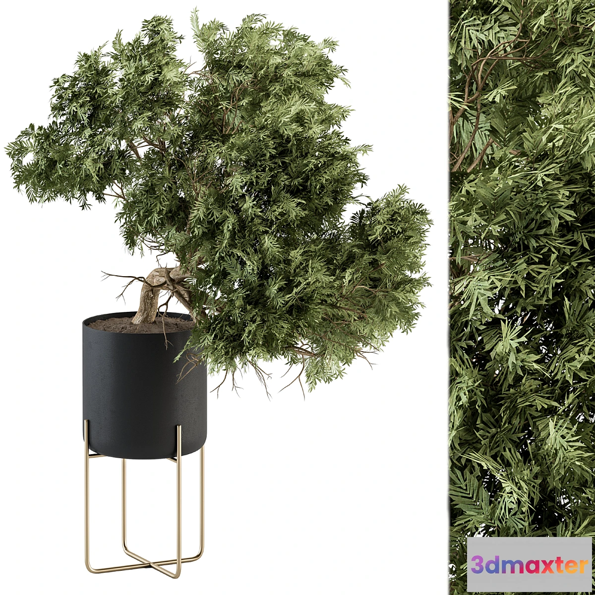 618513 - indoor Plant Set 345 - Tree in Black pot