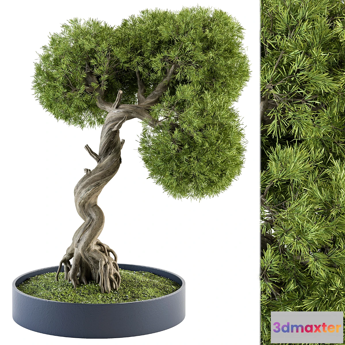 618523 - indoor Plant Set 368 - Bonsai Plant in pot