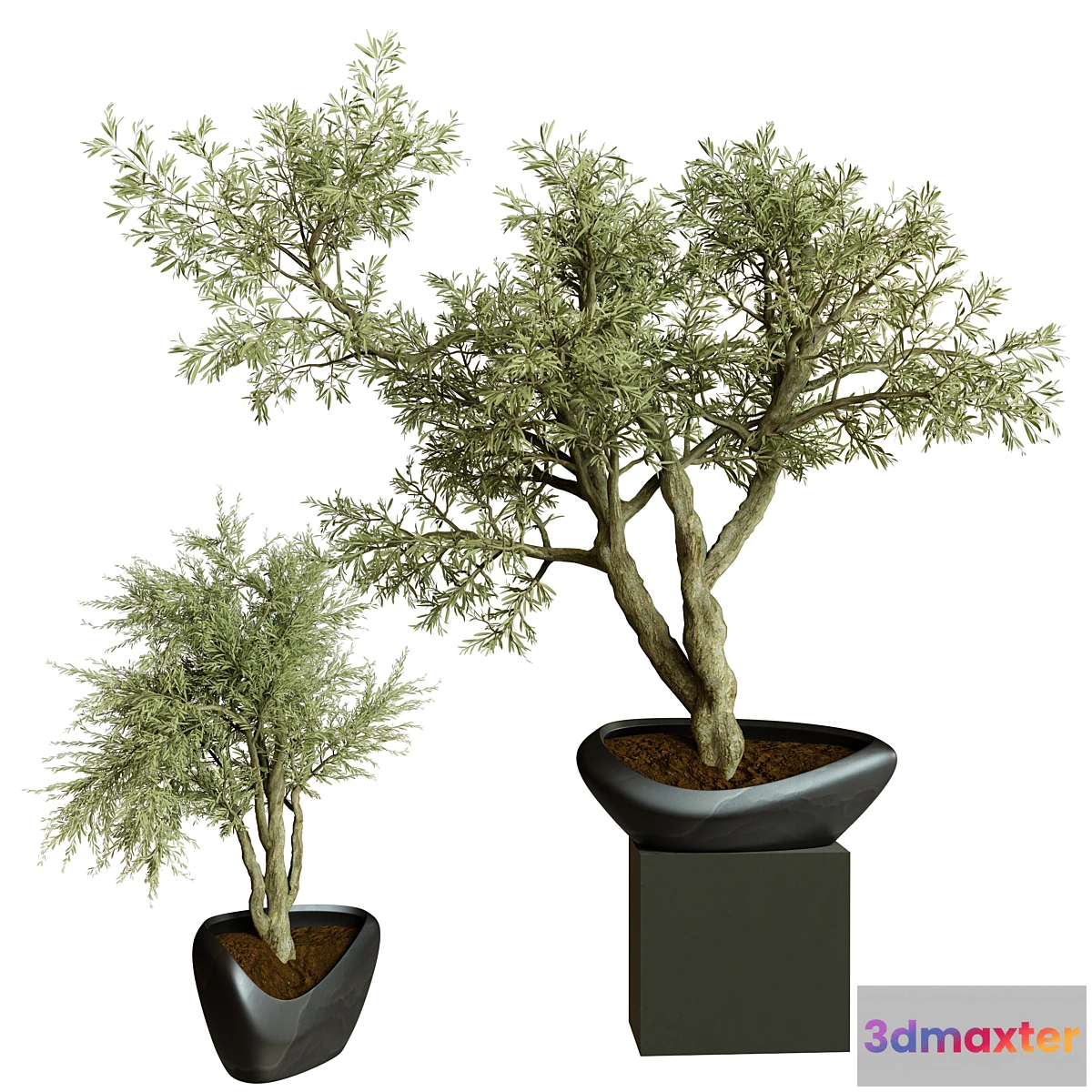 618537 - Collection Indoor Plant 72