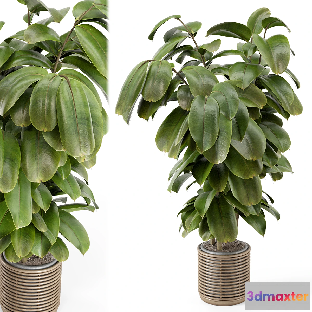 618551 - Indoor Plant in Natural Rattan Pot on Wood Base - Set 1071