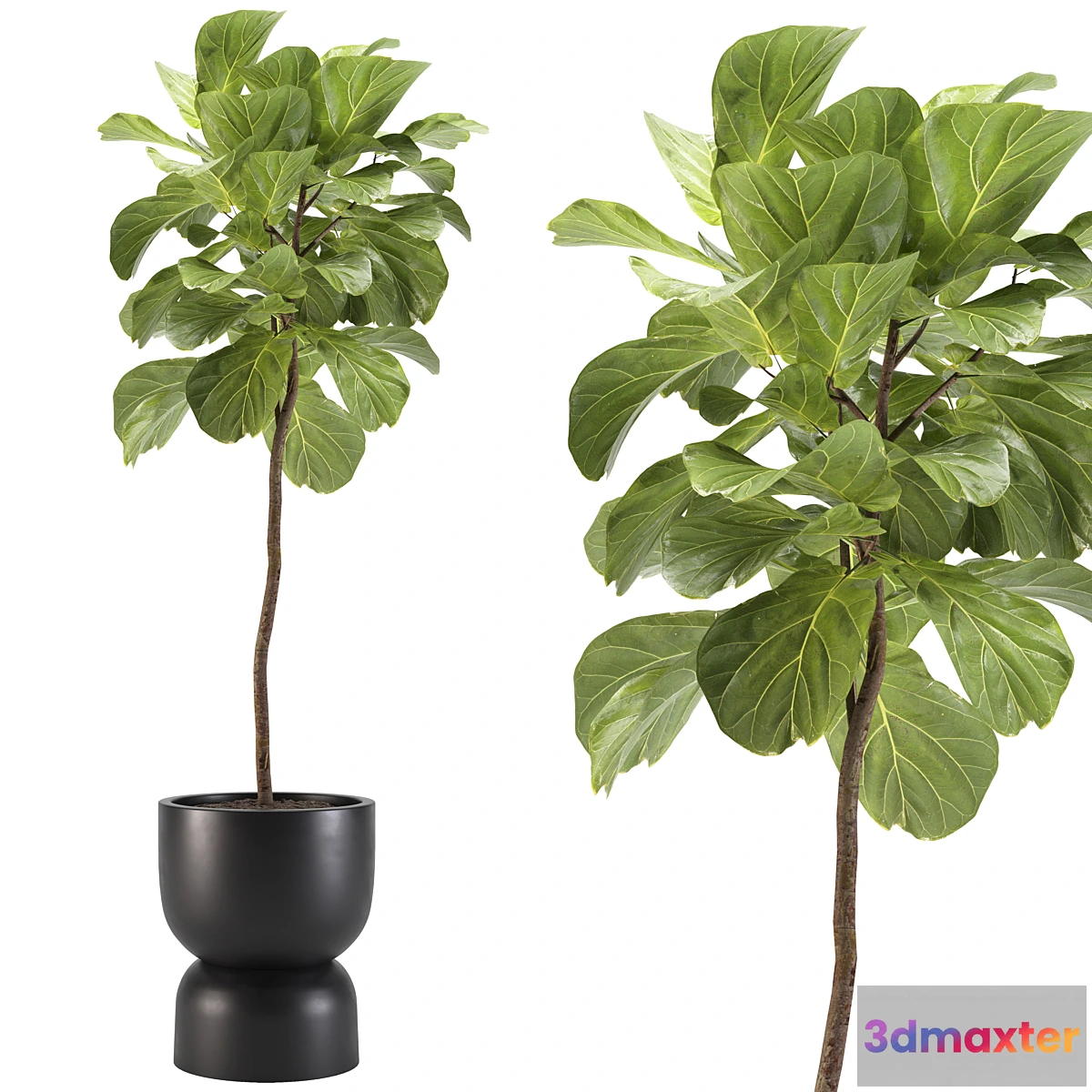 618561 - indoor plants-008-ficus