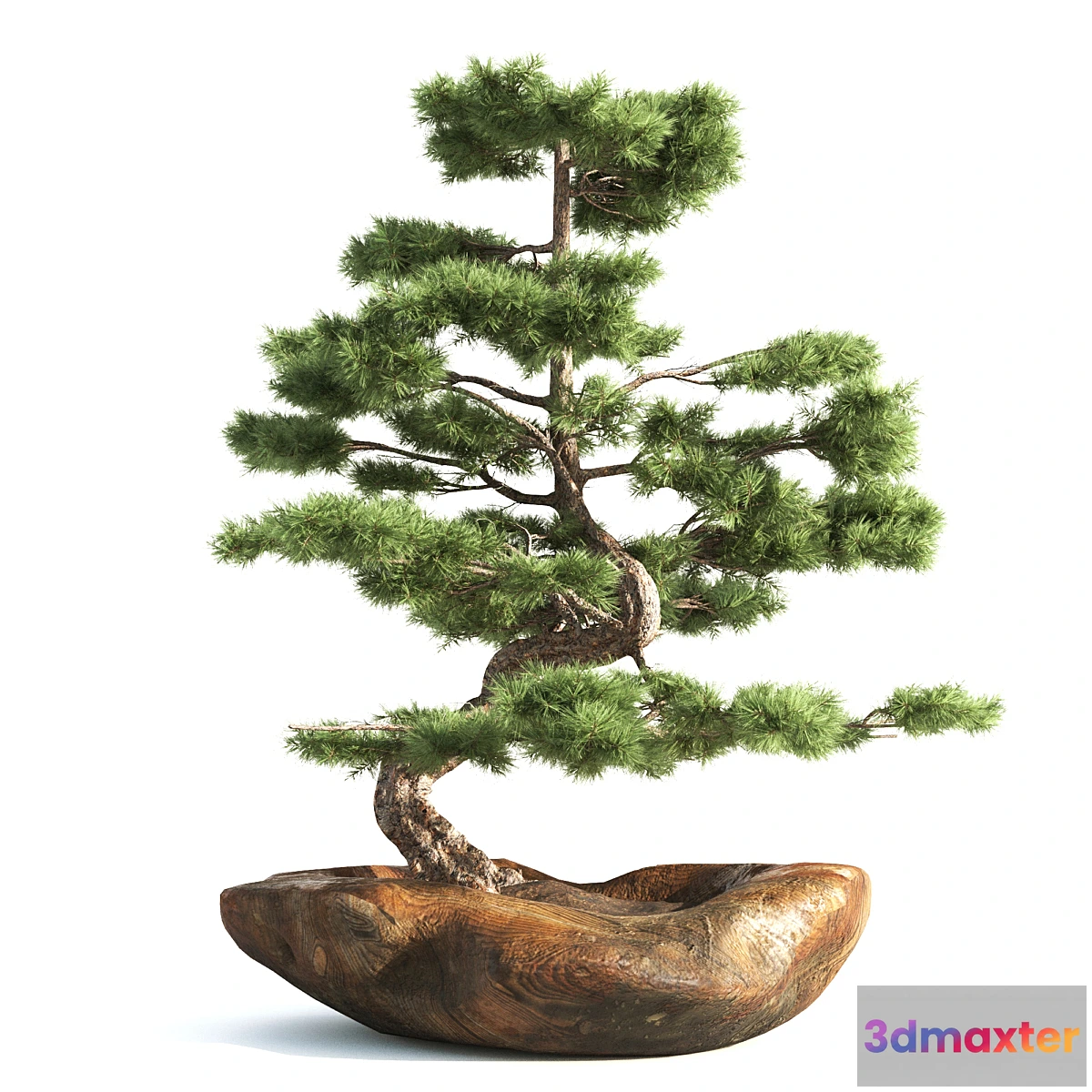 618565 - bonsai03