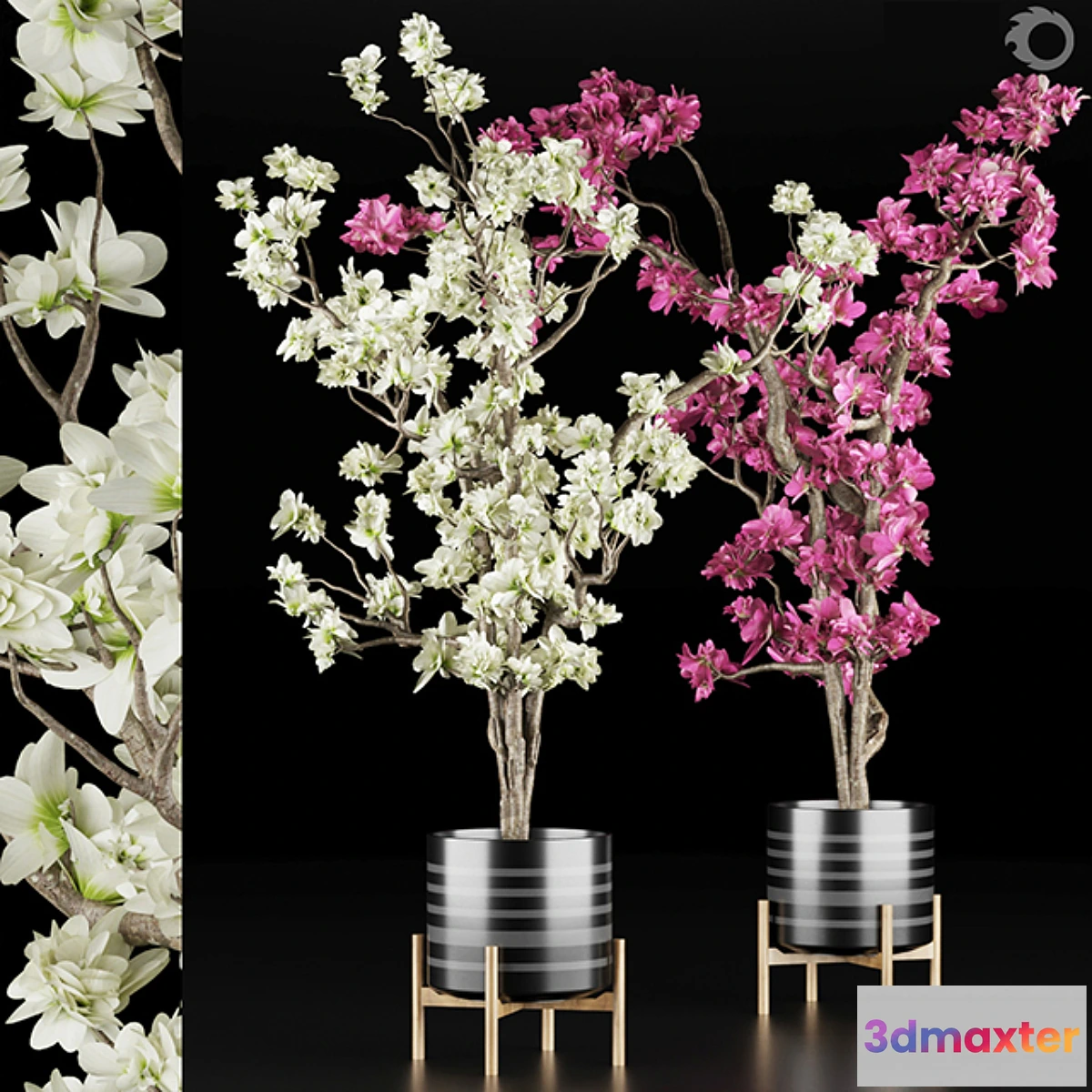 618577 - magnolia vol 1