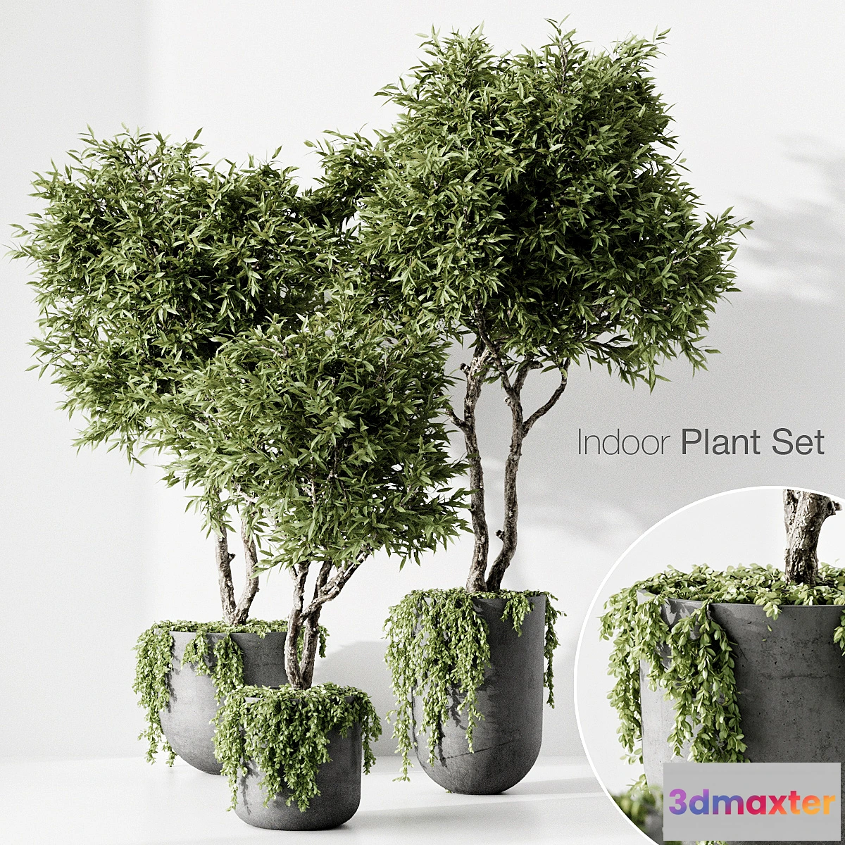 618581 - indoor plant