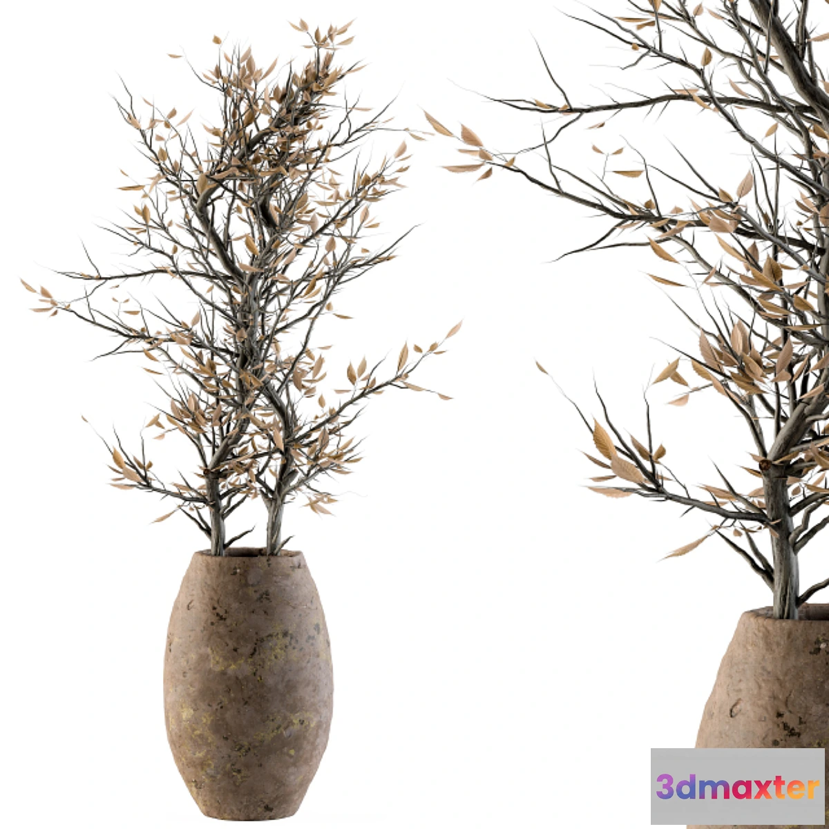 618599 - indoor Plant Set 85 - Dried Plant