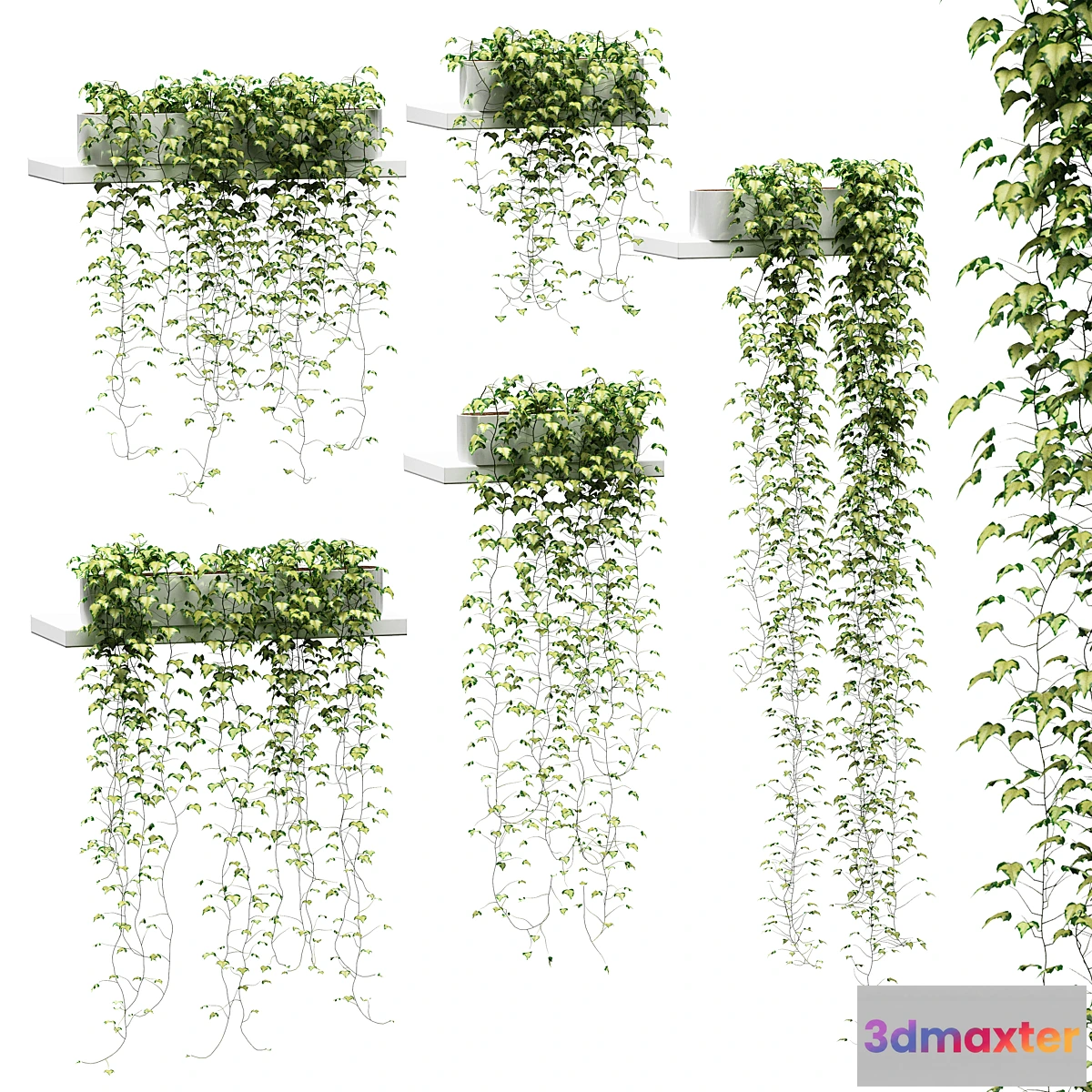 618653 - Ivy for shelves v2