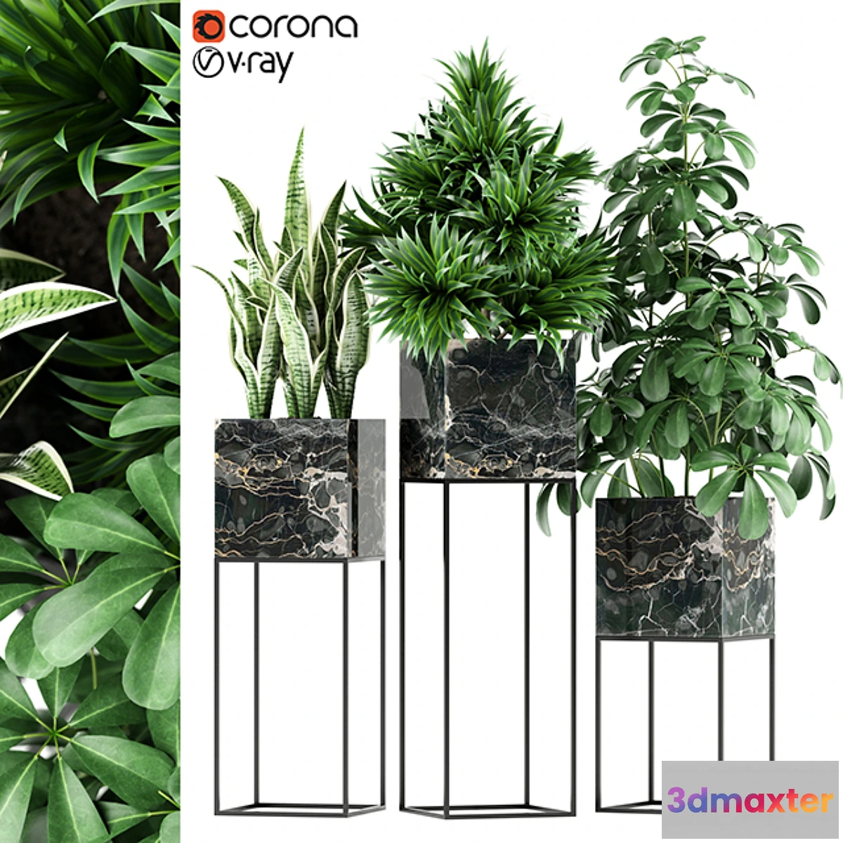 619721 - Plants collection 144 MAIA - No.2