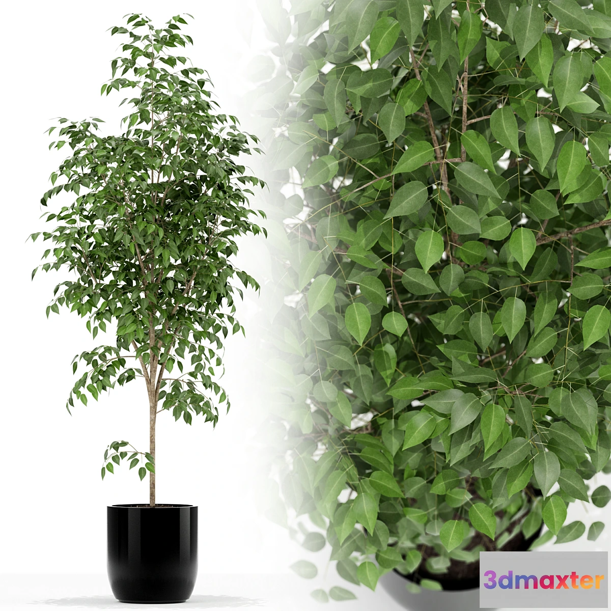 619723 - Plants collection 151