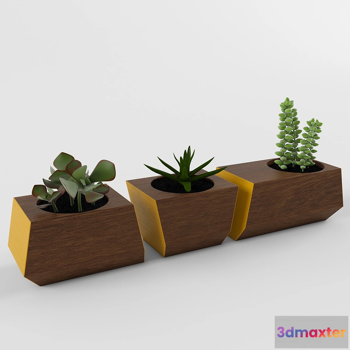 624927 - Succulents - No.4