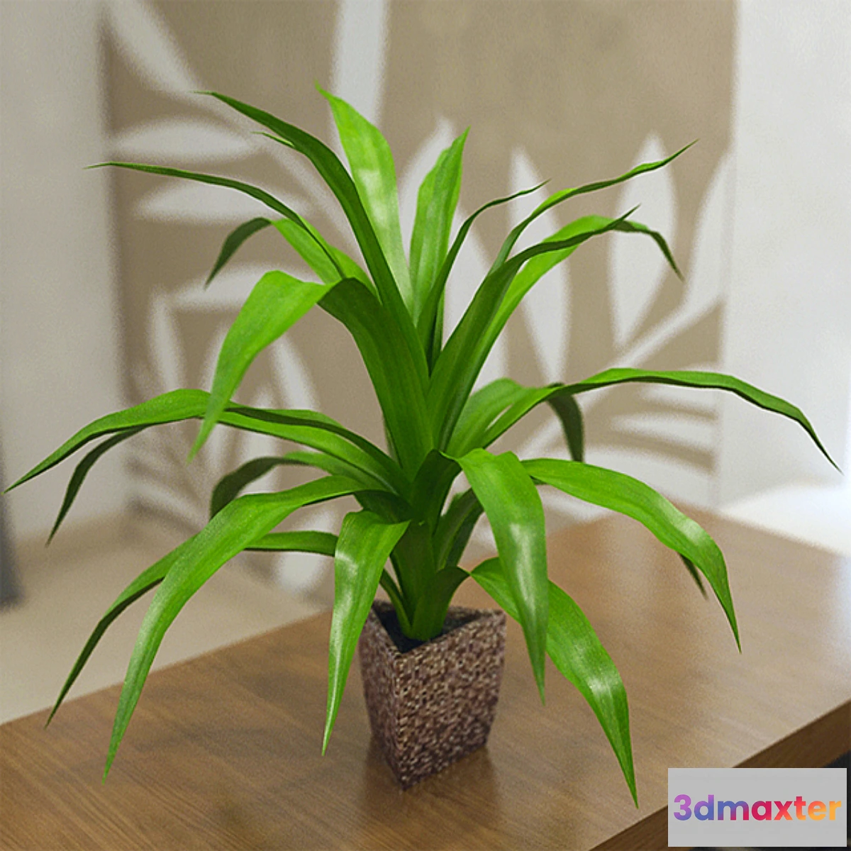 624931 - Pot dracaena