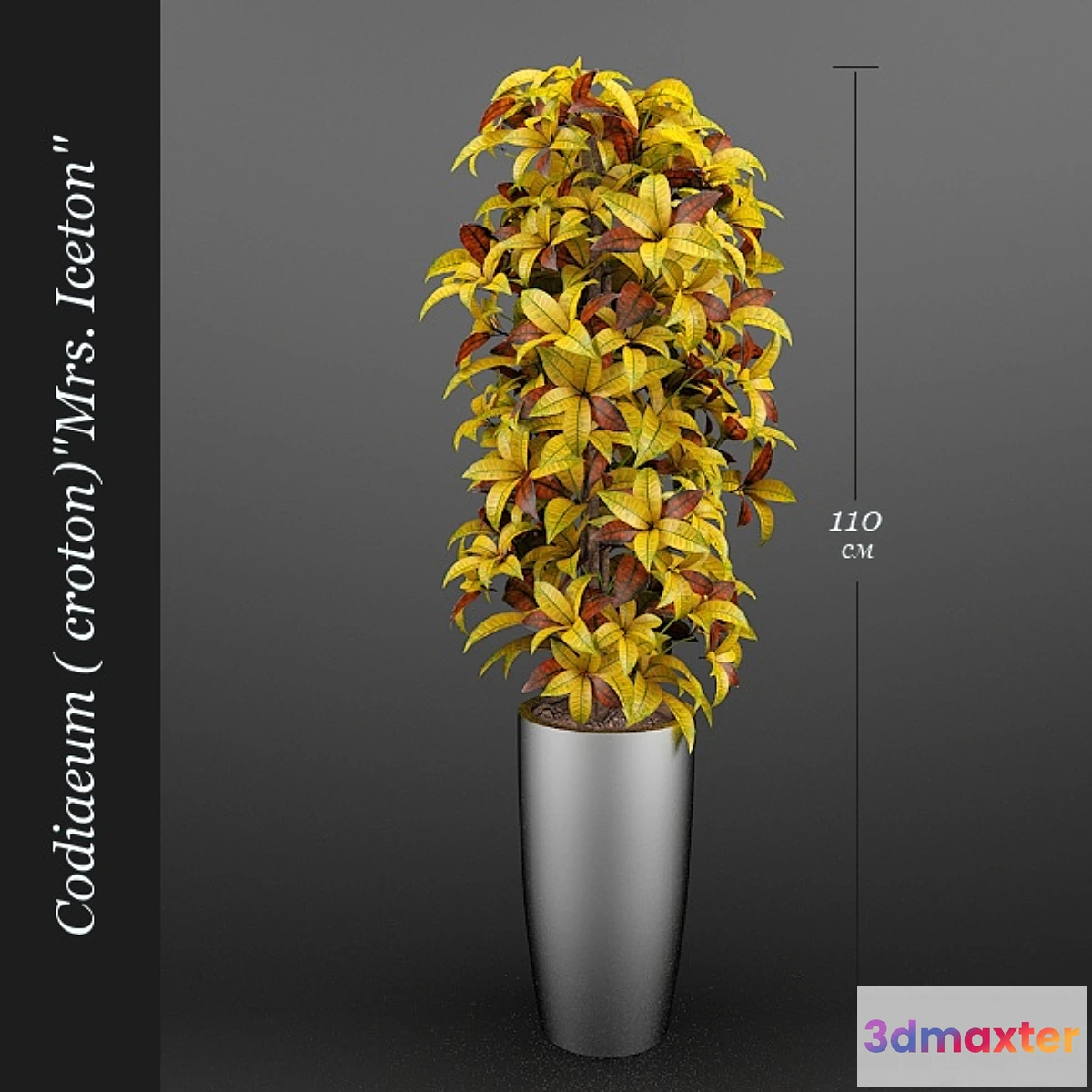 624933 - Codiaeum (Croton) Ajston